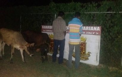 Detenidos Por Robar Ganado y Transportar Carne.